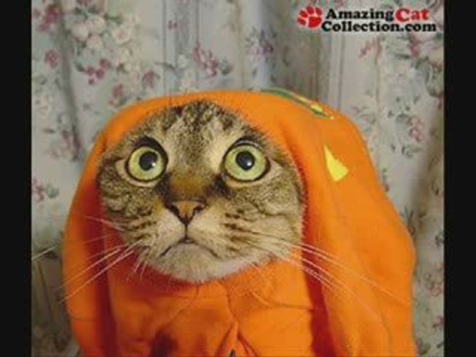 MUST SEE - Very Funny CATS 3 !, funny animals