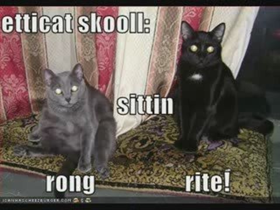 MUST SEE - Very Funny CATS 22, funny animals