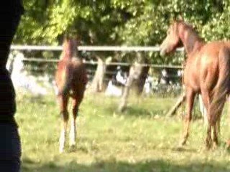 Smart Chic Olena NAHR