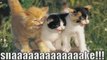 MUST SEE - Very Funny CATS 23, funny animals