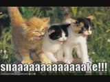 MUST SEE - Very Funny CATS 23, funny animals