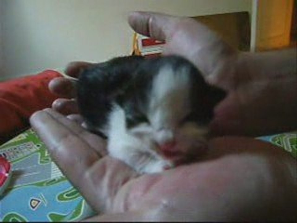 Premiers jours chatons