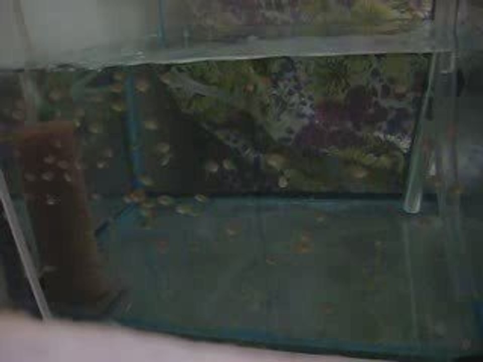 Yeni batım discus yavruları