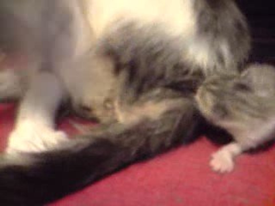 l accouchement de ma chatte 2