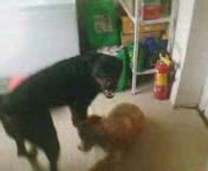 chien trés méchant !!!!!!!