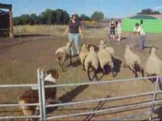 Déli au troupeau, 27 aout 09