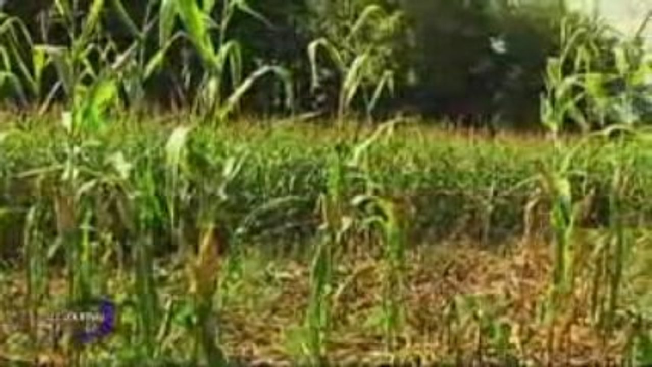 Des sangliers bien encombrants (Talmont-Saint-Hilaire)