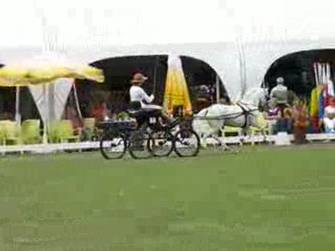 Bruinderink's Arno étalon welsh section A international show