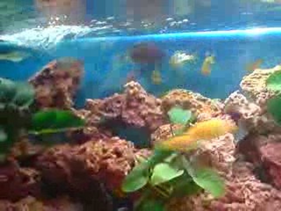 des saumons remonte le courant de mon aquarium