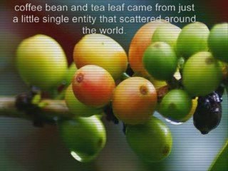 Coffee Bean and Tea Leaf