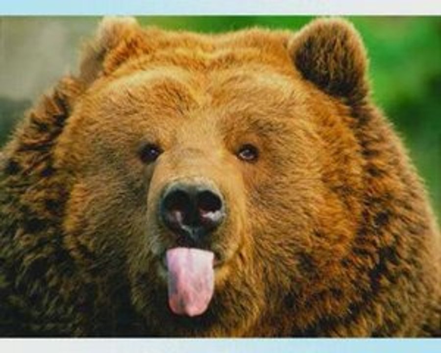 FreeCamer l'Ours