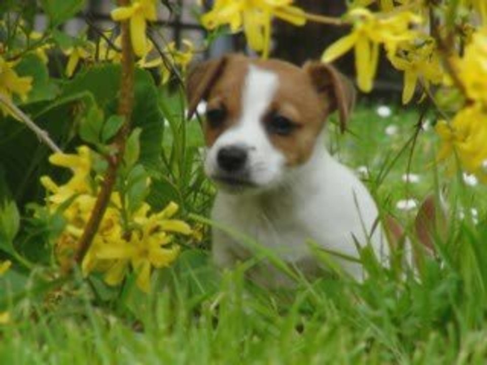 mon jack russel et sa petite famille