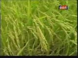 TVK Khmer News- 27 August 2009-1 Ministry Of Agriculture