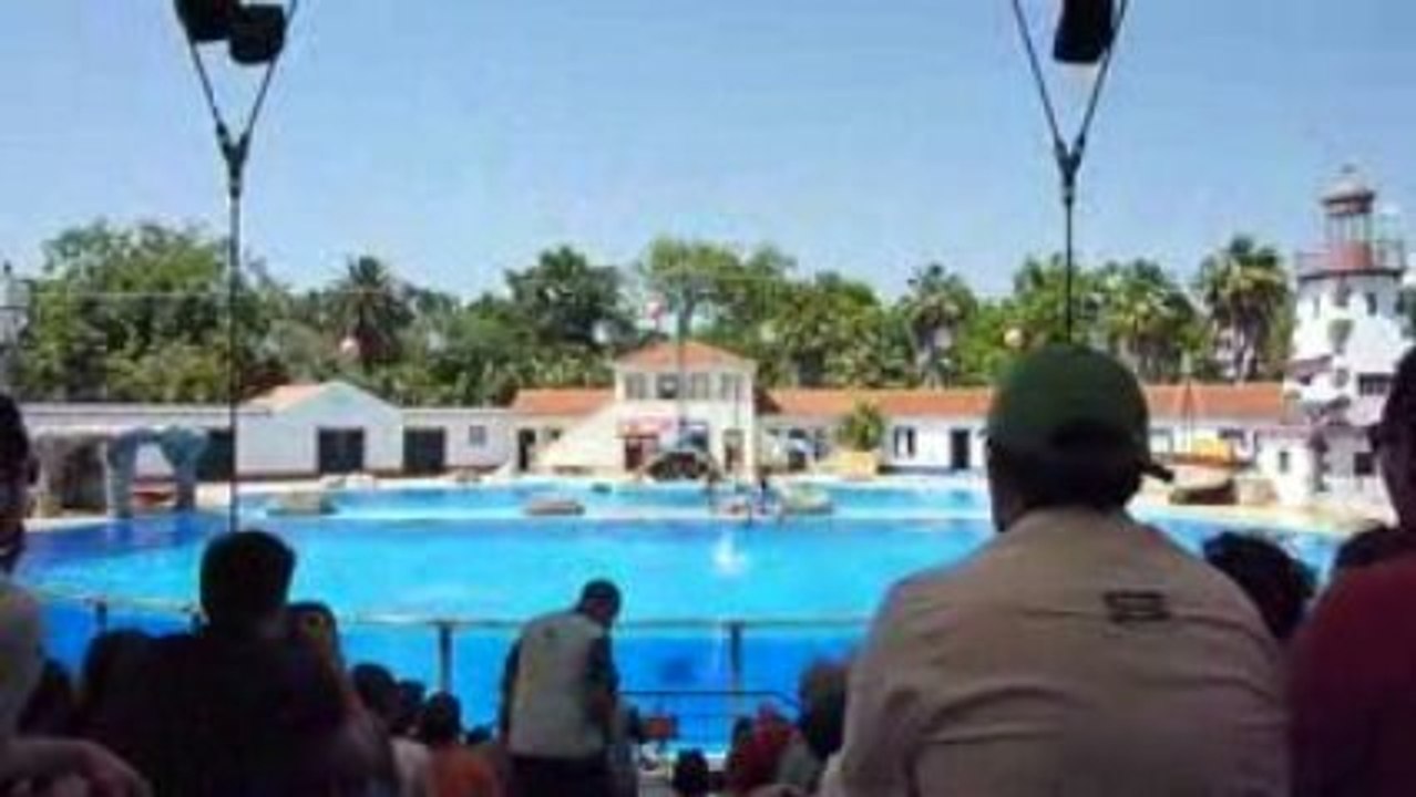 Dolphin show - Lisbon