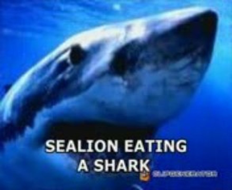 Amazing sea shark_xvid_mpeg4