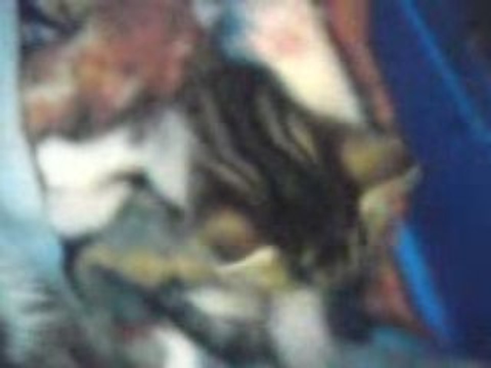 video de mes chaton