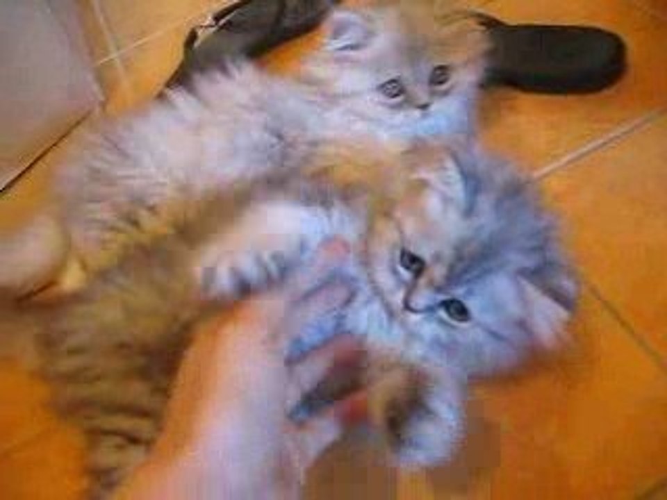 deux chatons persans