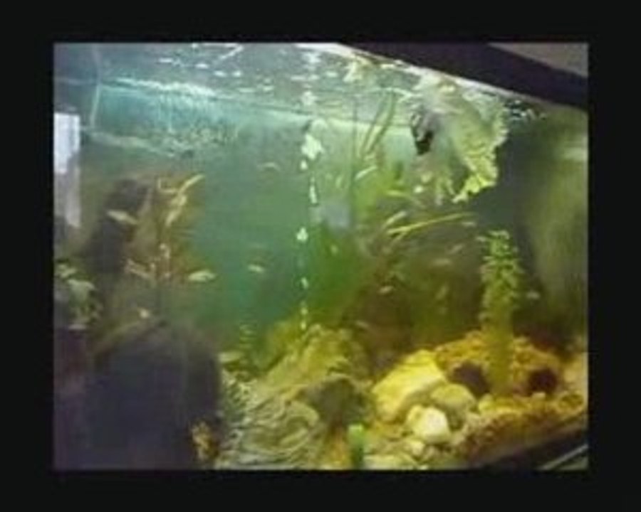 Goldfische 5 Wochen alt