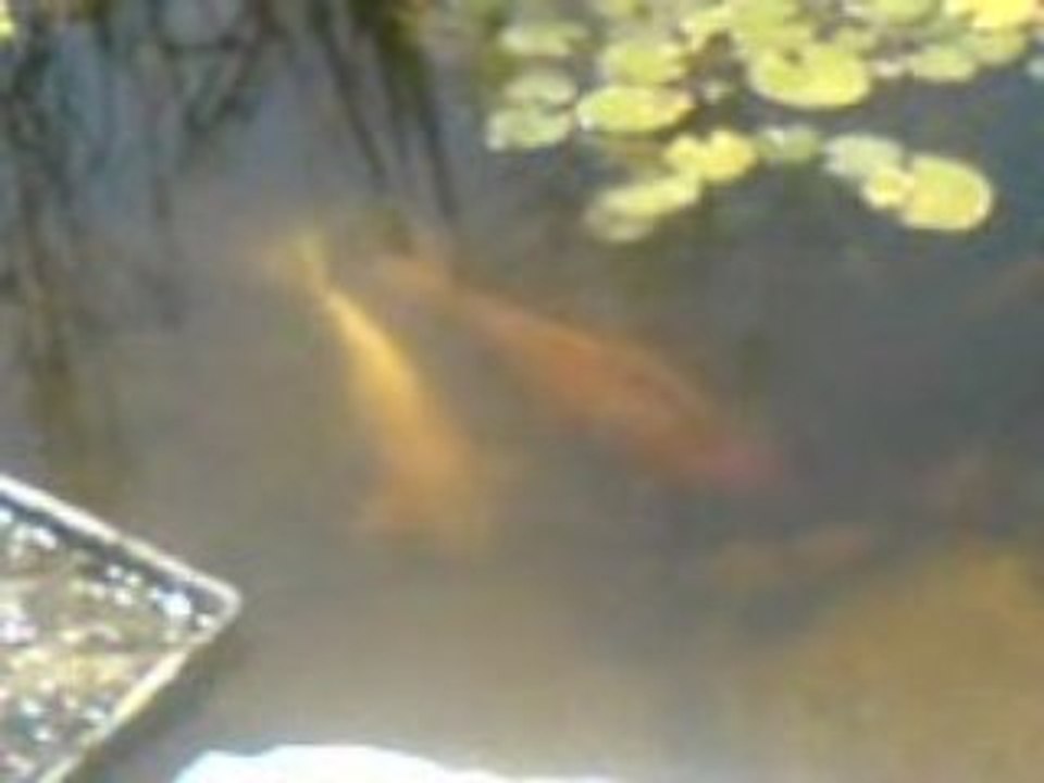 poisson du bassin