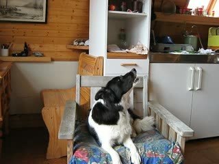 Dog singing in Iceland