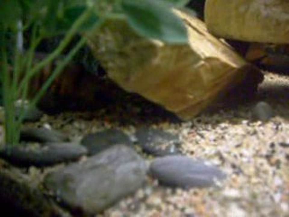 Thorichthys maculipinnis et Cryptoheros septemfasciatus