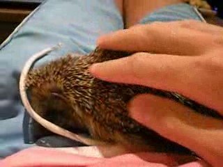 petit hérisson