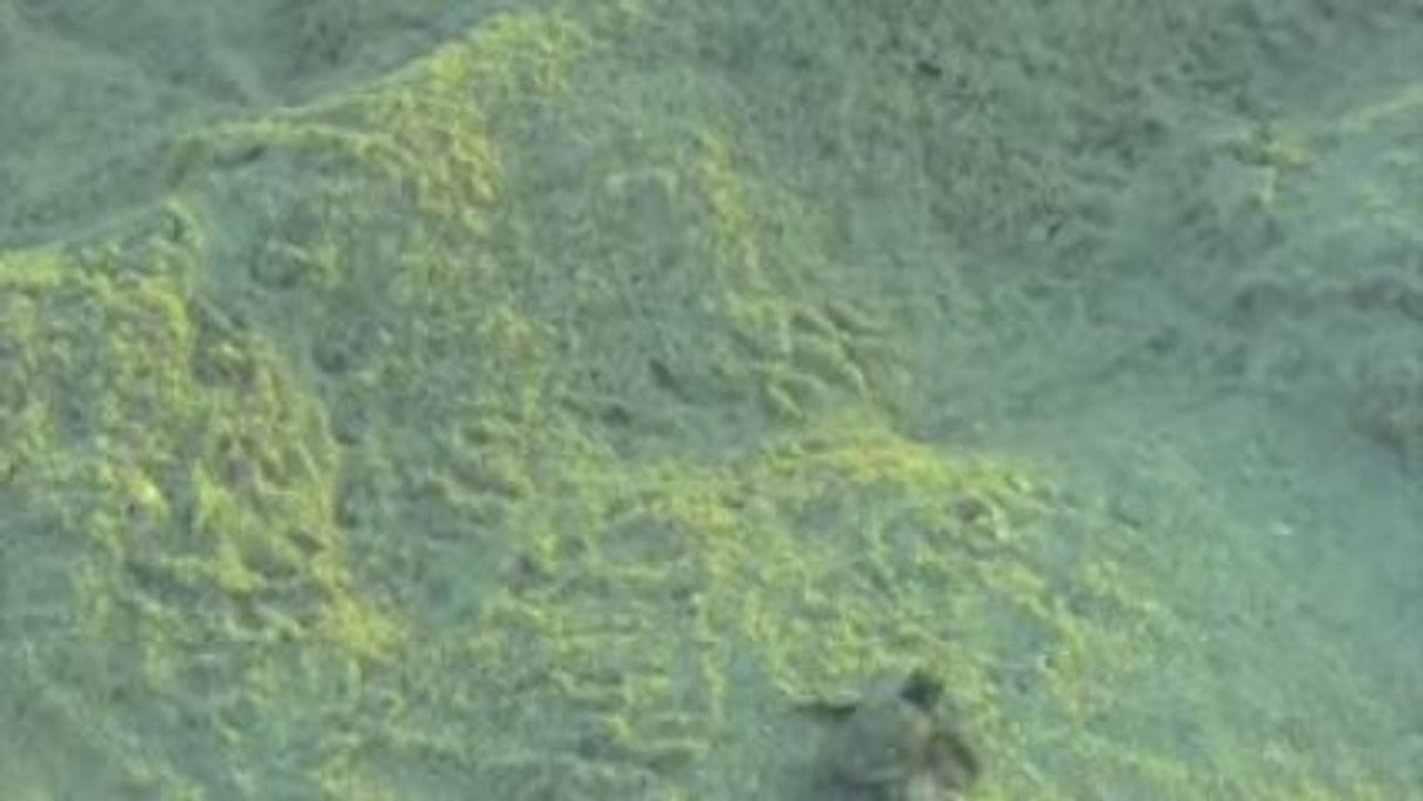 Voyage sous les mers 3D (Oceans 3D : Into the Deep)