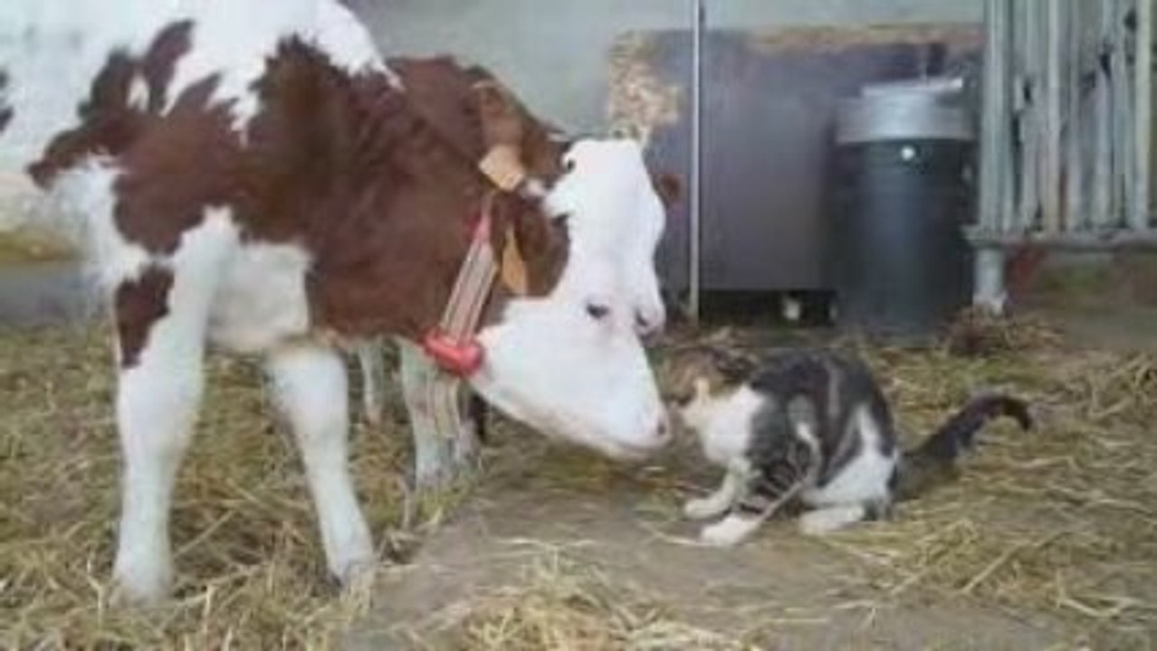 on va voir les vaches ?