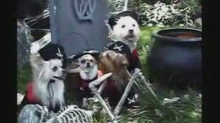 Dog Costumes for Halloween