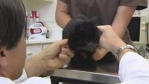 Oral Squamous Cell Carcinoma In Cats- Vetvide Episode 024