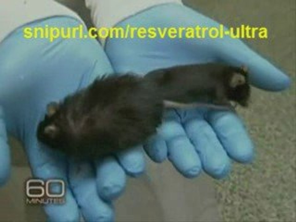 Resveratrol Ultra Hollywood Free sample laboratories
