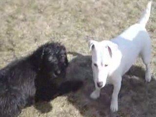 Boogy et vilky après la douche