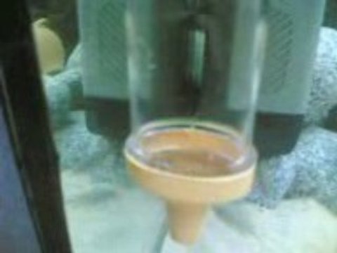 demosani yavruları ve afra white top