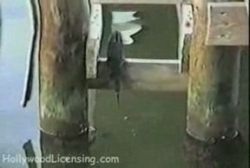 Smart Bird Uses Bait