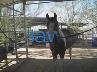 Fantazee Hunter/Jumper Team Opening