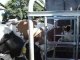 MOV01229 vaches  a  la  traite....