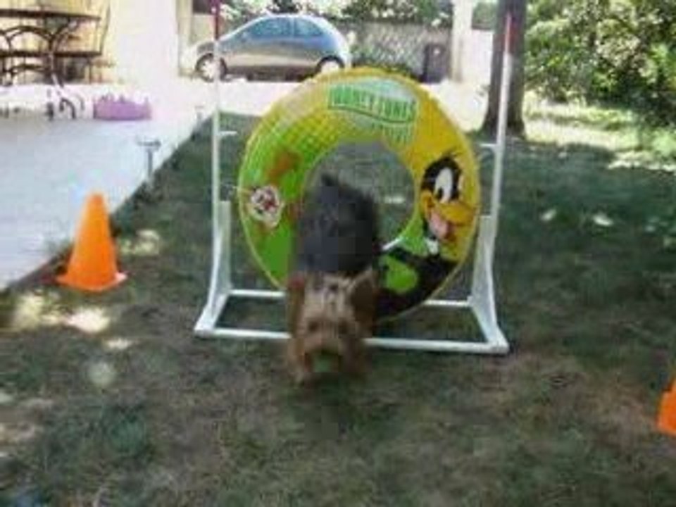 Agility au jardin