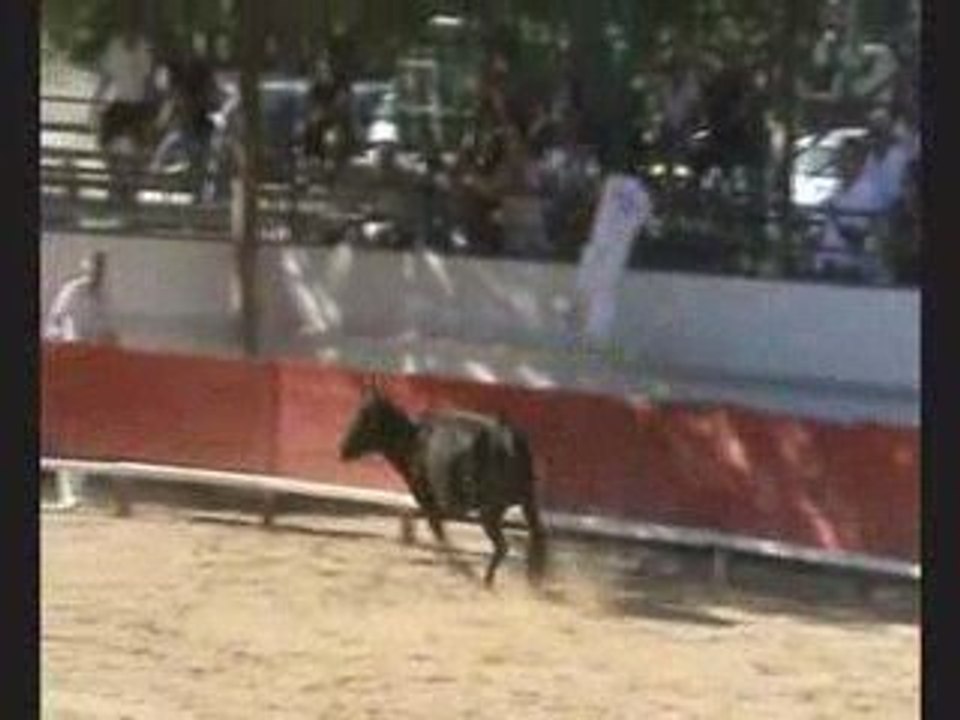 St Génies des Mourgues Trophée des Vaches Cocardières