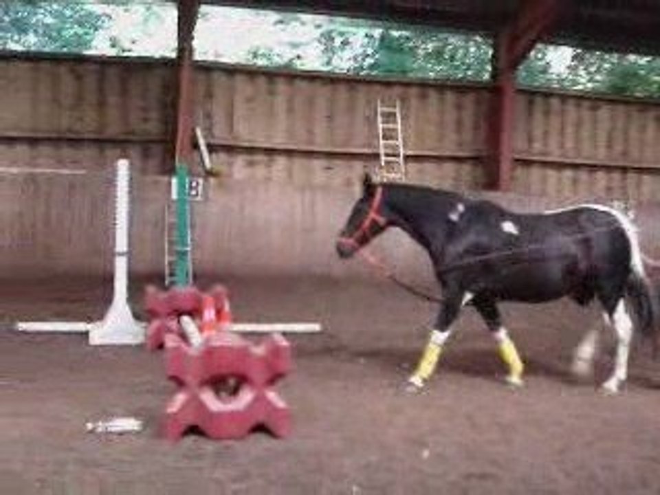 Luciole: Travail au manège, 23 Aout 2009