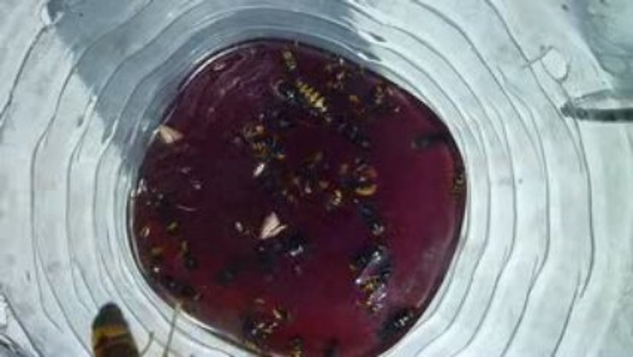 Frelons asiatique piegé   4 Min   Vespa Velutina