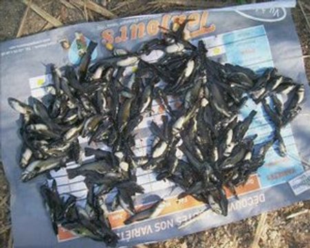 Session Carpe de 144h au Lac de la Zup à Chalon Sur Saône