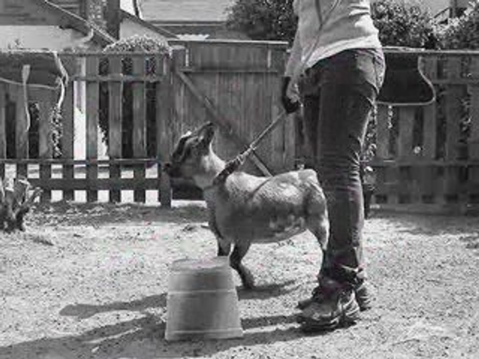 petite séance de dressage pour banbi