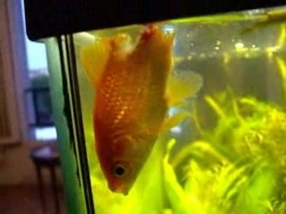 poisson rouge