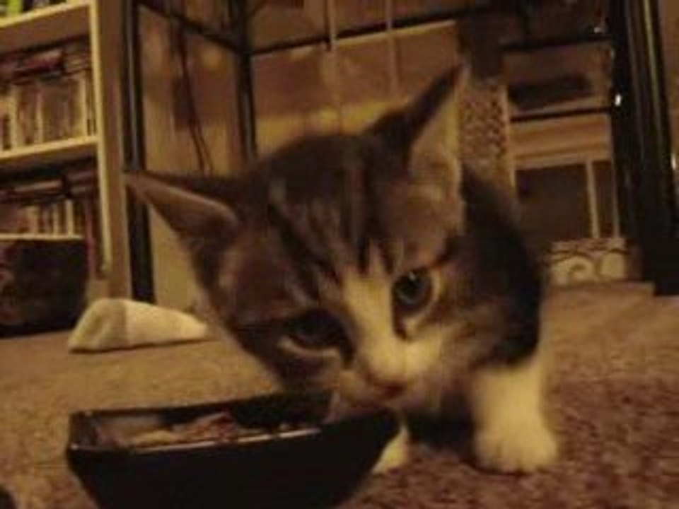 Chaton dit MIAM MIAM MIAM