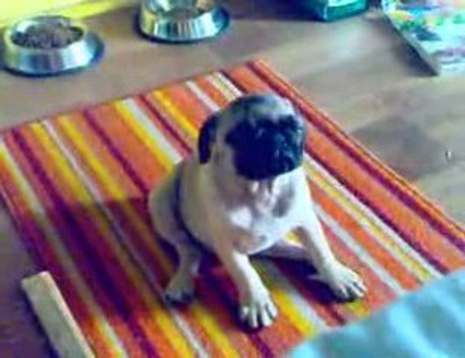 chien bouré