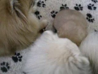 tata chanel et mo bébé spitz