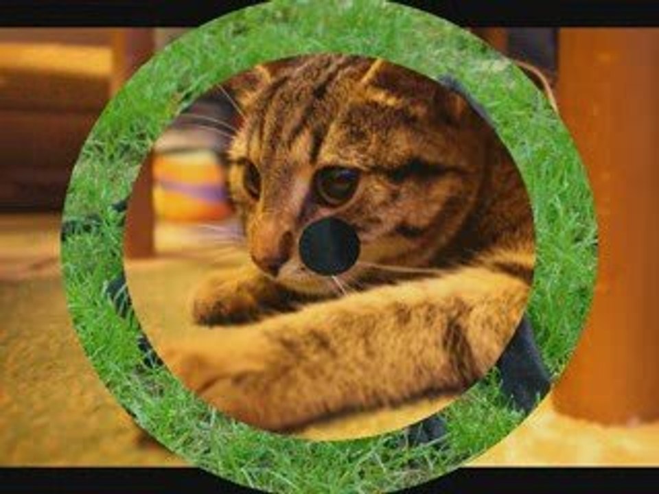 Love animals-Miłość zwierząt