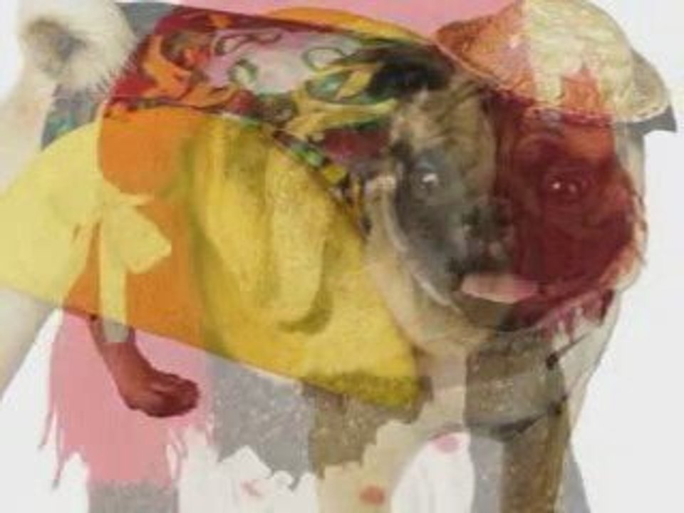 Halloween Costumes for Pets