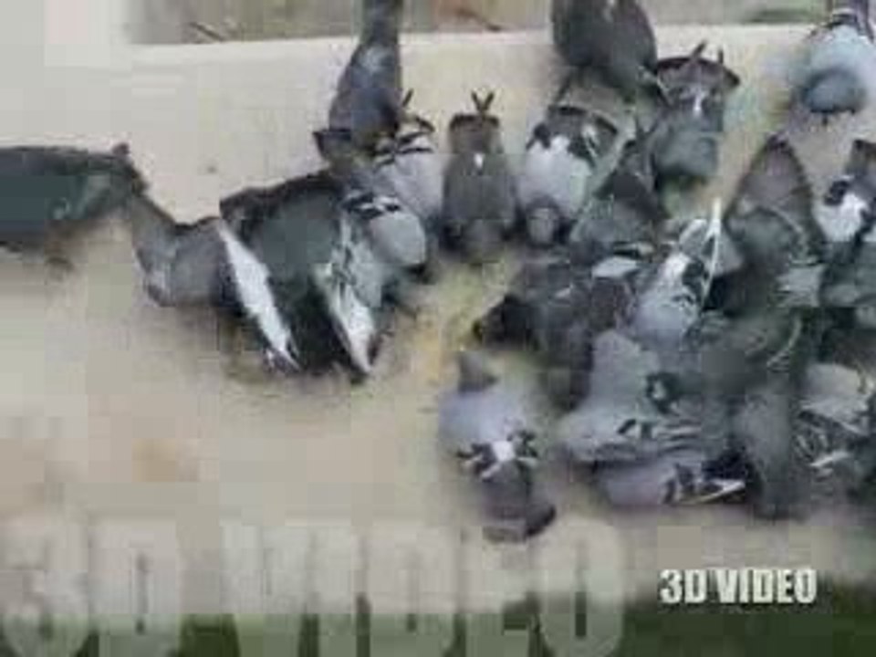 Pigeons