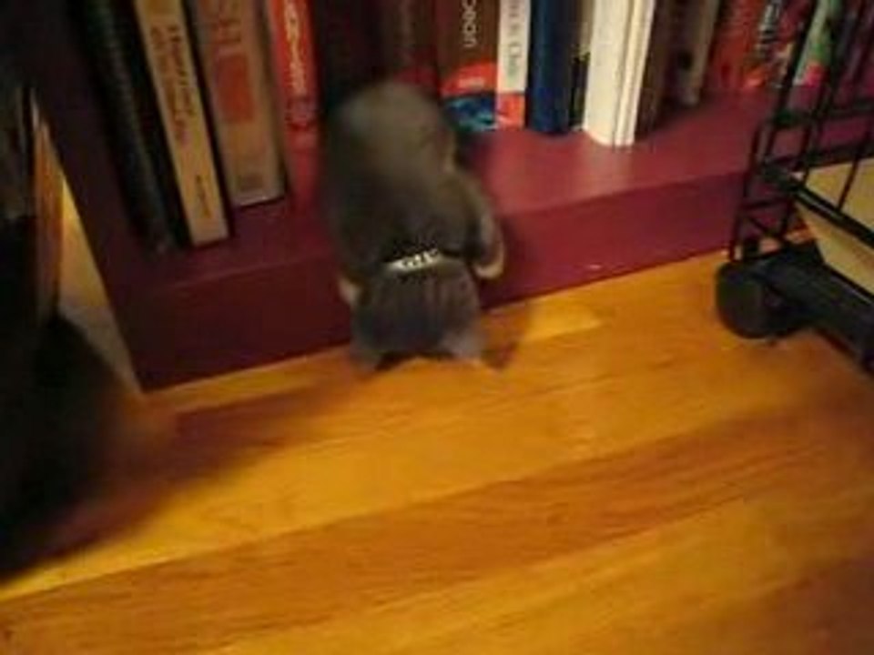 Une peluche ou un chaton ?